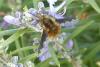 Bombylius major